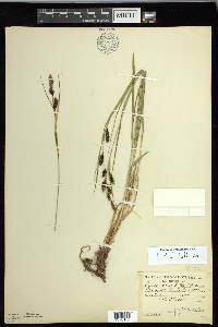 Carex macrochaeta image