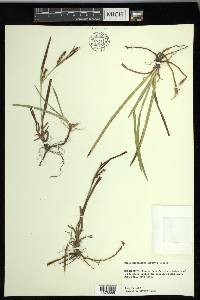 Carex microdonta image