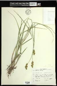 Carex merritt-fernaldii image