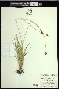 Carex macloviana image