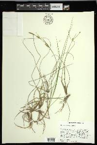 Carex meadii image