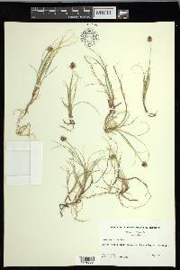 Carex maritima image