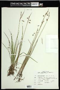 Carex magellanica image