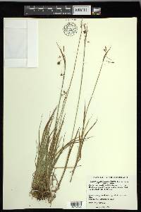 Carex magellanica image