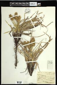 Carex macrocephala image