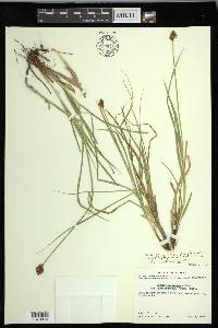 Carex macloviana image