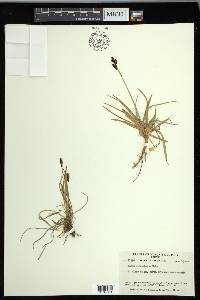 Carex microchaeta image