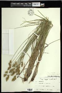 Carex merritt-fernaldii image