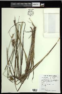 Carex merritt-fernaldii image