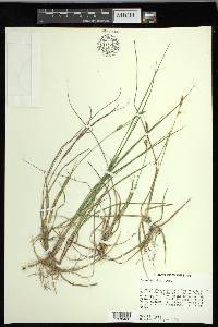 Carex meadii image