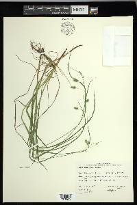 Carex magellanica image