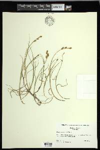 Carex mackenziei image