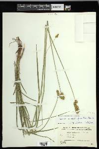 Carex merritt-fernaldii image