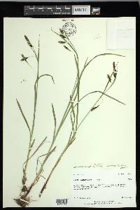 Carex macrochaeta image