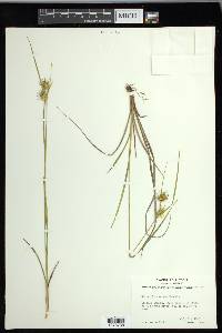 Carex michauxiana image