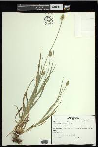 Carex mesochorea image