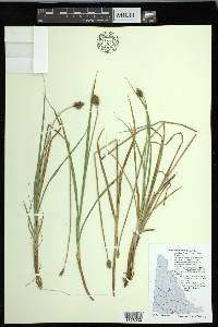 Carex macloviana image