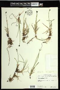 Carex microchaeta image