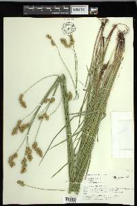 Carex merritt-fernaldii image