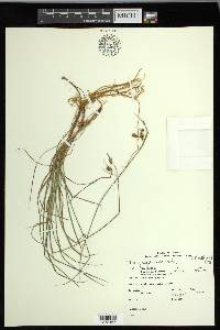 Carex magellanica image