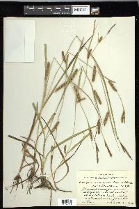 Carex microdonta image