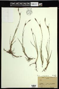 Carex meadii image