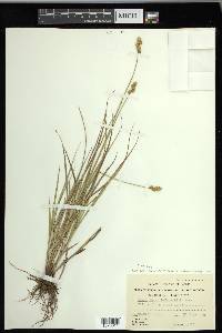 Carex merritt-fernaldii image