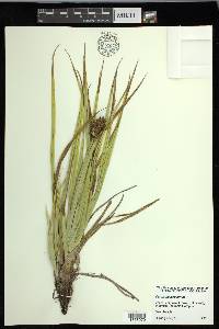 Carex macrocephala image