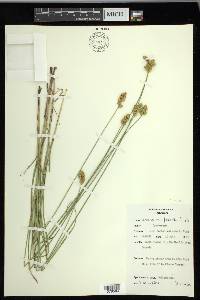 Carex merritt-fernaldii image