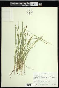 Carex meadii image