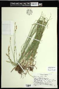 Carex mariposana image