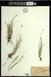 Carex mariposana image