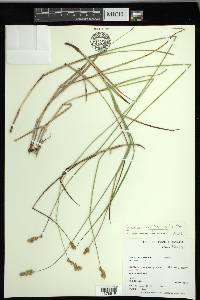 Carex merritt-fernaldii image