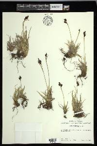Carex microchaeta image