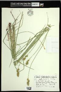 Carex merritt-fernaldii image