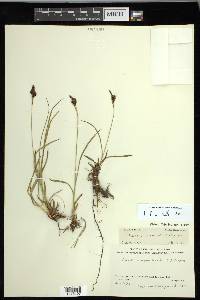 Carex macrochaeta image