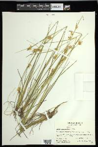 Carex michauxiana image