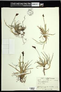 Carex microchaeta image