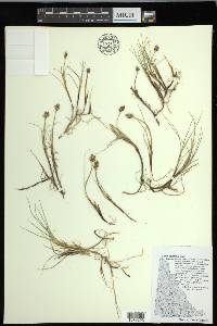 Carex maritima image