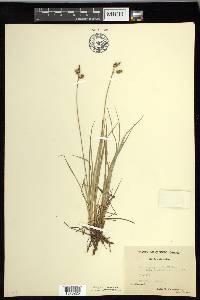 Carex magellanica image