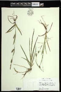 Carex microdonta image