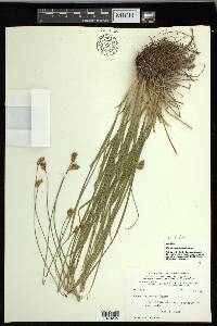 Carex mariposana image