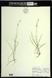 Carex meadii image