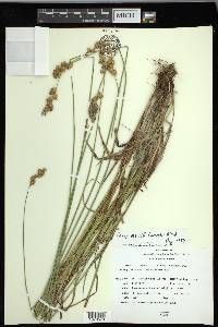 Carex merritt-fernaldii image