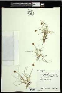 Carex maritima image