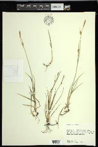 Carex meadii image