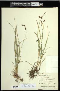 Carex macrochaeta image