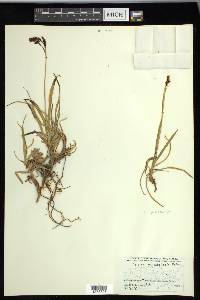 Carex microchaeta image