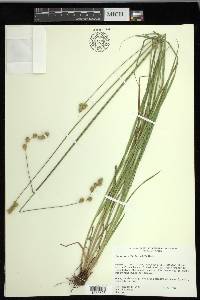 Carex merritt-fernaldii image