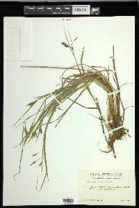 Carex magellanica image